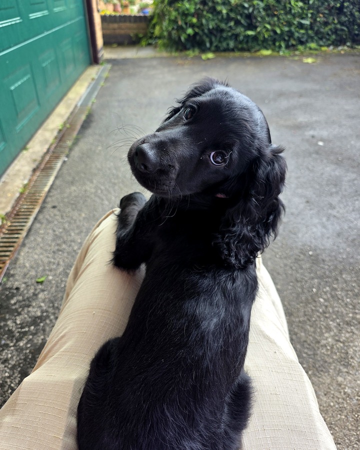 Arwyn, a young black cockapoo, looking up at the camera with curious eyes